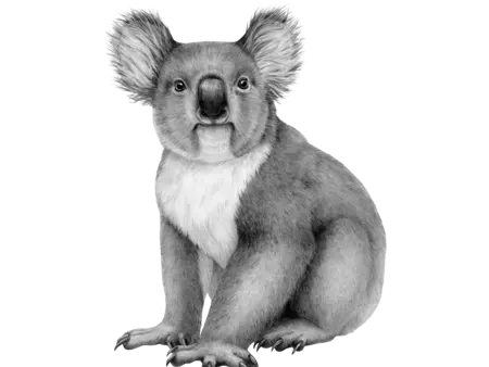 Zeichnung eines Koalas in schwarz-weiß