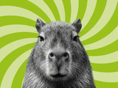 Foto eines Capybaras in schwarz/weiß mit grünem Zwirbel im Hintergrund
