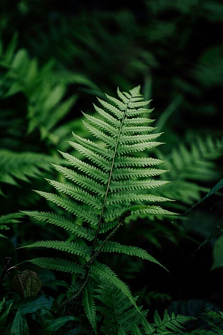Test