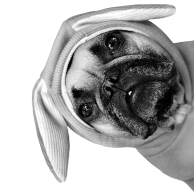 Hund mit Mütze und Hasenohren