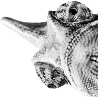 Chamäleon
